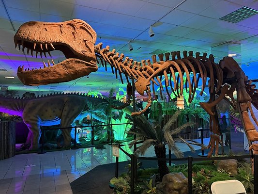 IMG 2994 Large IMG 2994 Large